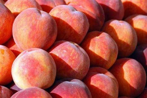 水蜜桃籽可以種嗎